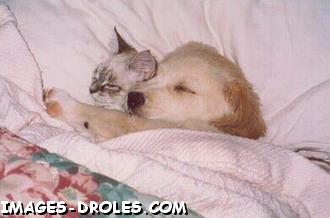 Comme chat et chien! en voila la preuve ! comme quoi.........